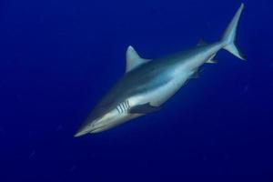 Grey shark ready to attack underwater photo