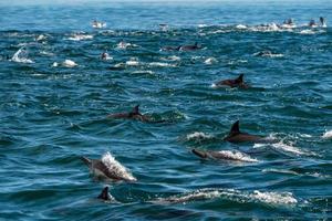 huge group of common dolphin jumping outside the ocean photo