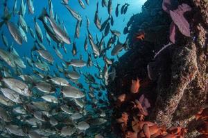 diving in colorful reef underwater in mexico cortez sea cabo pulmo photo
