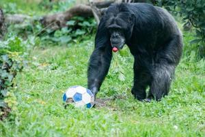 Ape chimpanzee monkey while coming to you with soccer ball photo