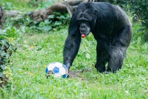 mono chimpancé mientras viene hacia ti con una pelota de fútbol foto