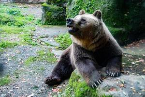 bear brown grizzly in the forest background photo