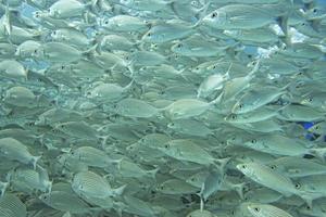 un banco de peces bajo el agua foto