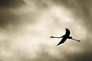 A pink flamingo silhouette in the grey sky in Sardinia, Italy photo