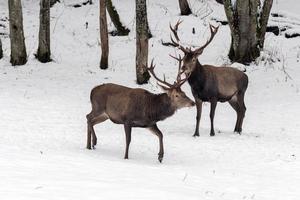 red deer on snow background photo