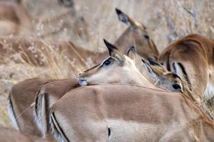 impala en el parque kruger sudáfrica foto