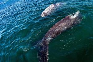 baby grey whale and mother in pacific ocean close to you photo