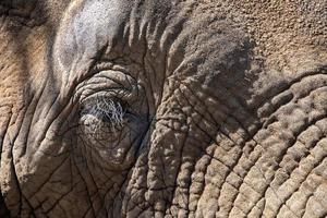 ojo de elefante de cerca en el parque kruger sudáfrica foto