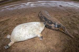 cachorro de foca gris mientras te mira mientras cría foto