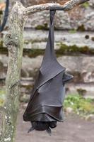 Flying fox close up portrait detail view photo