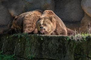 bear brown grizzly in the rocks and cave background photo