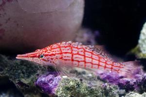 Hawk Fish close up portrait photo