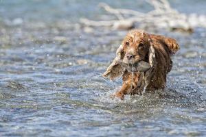 Dog Puppy cocker spaniel playing in the water photo