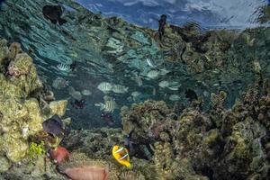 snorkeling in french polynesia coral gardens photo