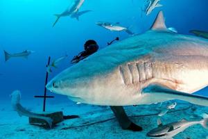 tiburón toro mientras está listo para atacar mientras se alimenta foto