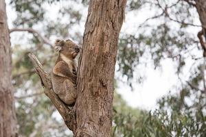 Wild koala on a tree photo