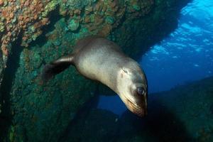 Puppy sea lion underwater looking at you photo