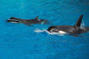 orca killer whale mother and calf while swimming photo