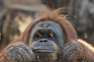 orangutan monkey close up portrait photo