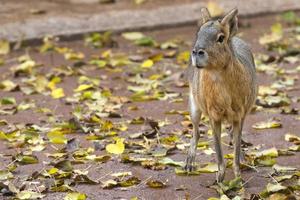 capibara portrait close up looking at you photo