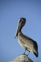 Grey Pelican portrait photo