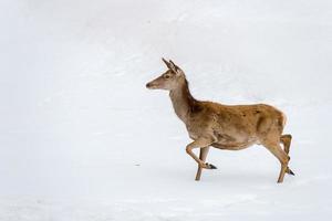 ciervo corriendo sobre la nieve en navidad foto