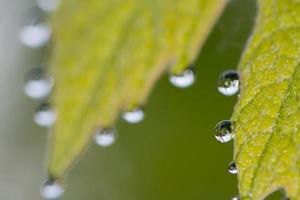 Grapes leaf with morning dew photo