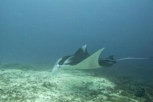 Manta in the deep blue ocean background photo