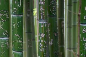 love writings on green bamboo photo