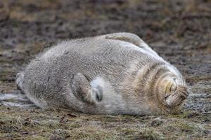 Foca gris relajándose en Donna Nook Beach linconshire foto