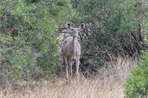 female Greater kudu african antelope in Kruger Park looking at you photo