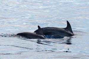 common dolphin fin detail while swimming down photo