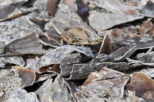 thousand of different shells on the beach photo