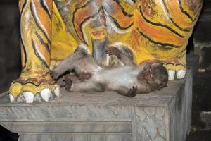 macque ape monkey inside bali induist temple photo