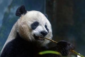 giant panda while eating bamboo photo