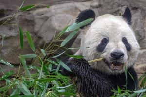 giant panda while eating bamboo photo