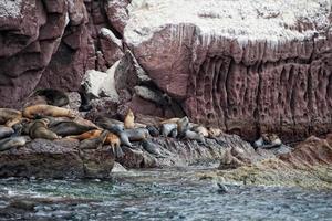 Seal sea lion in baja california photo