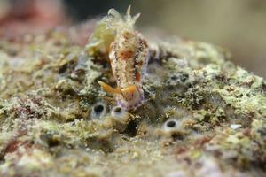 A colorful nudibranch in Cebu, Philippines photo