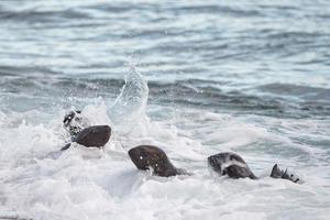 baby newborn sea lion on the beach photo