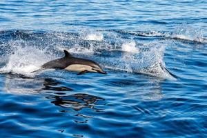 common dolphin jumping outside the ocean photo