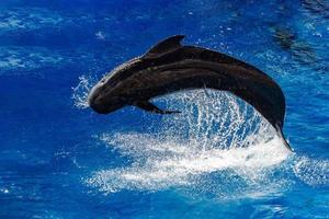 pilot whale jumping outside the sea photo