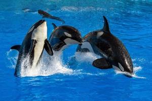 orca killer whale while jumping photo