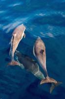 Dolphin while jumping on ocean waves photo