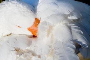 Goose isolated close up portrait photo