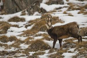 un ciervo de gamuza aislado en el fondo de la nieve foto