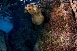 sea lion seal underwater while diving galapagos photo