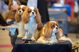 chevalier king dog portrait at dog show photo