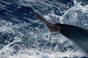 Dolphin while jumping in the deep blue sea photo