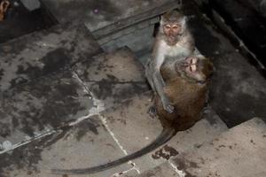 macque ape monkey inside bali induist temple photo