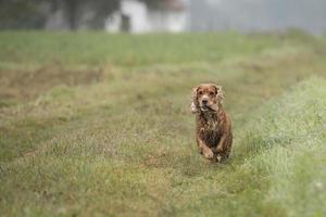 Perro feliz cocker spaniel inglés mientras corre hacia ti foto